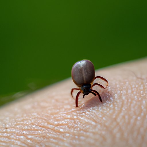 Do All Deer Ticks Carry Lyme Disease? Separating Myth from Fact The