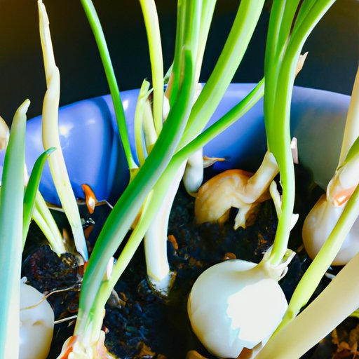 How to Grow Green Onions Tips for Beginner Gardeners The Riddle Review