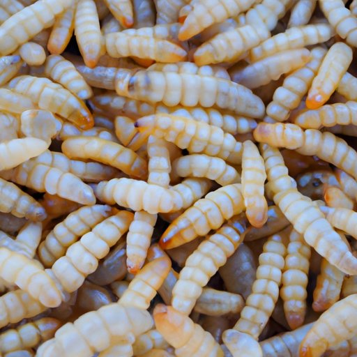Can You Eat Sand Fleas? Exploring the Risks and Rewards of Sand Flea