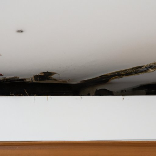 The Ultimate Guide to Removing Black Mold Simple Steps for a Healthier