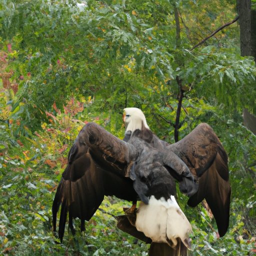 How Much Weight Can a Bald Eagle Carry Exploring Their Impressive Strength and Abilities The