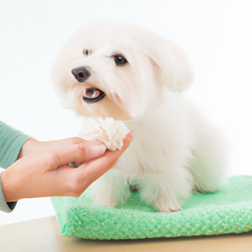 How to Get Rid of Fishy Smell from Your Female Dog Solutions and