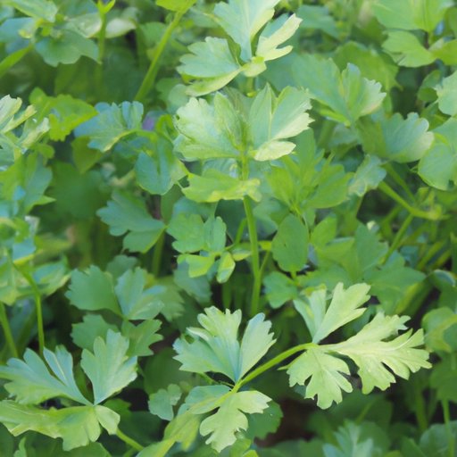 How to Grow Cilantro Expert Tips, Simple Steps, Indoors, Pots