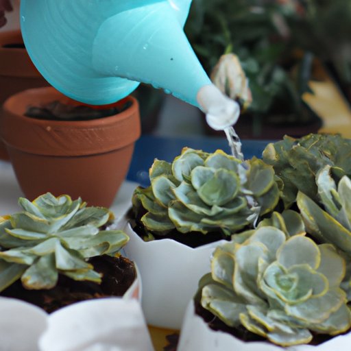 Watering Succulents A Comprehensive Guide for Beginners The Riddle