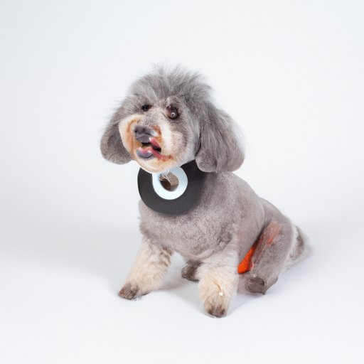 Should You Put a Dog Down with Vestibular Disease? Understanding the