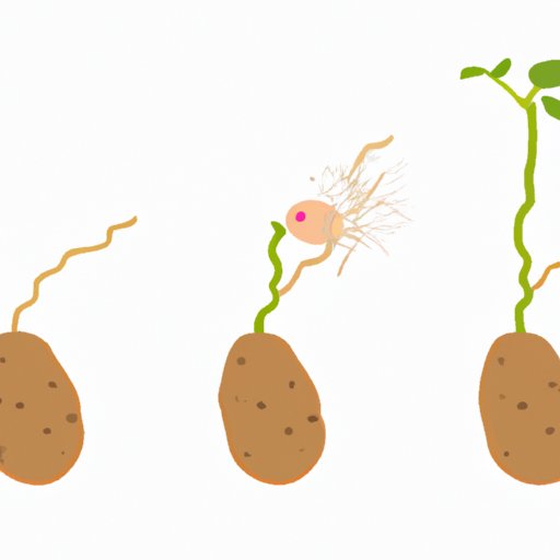 Can You Eat Potatoes That Are Sprouted? Debunking Potato Myths The