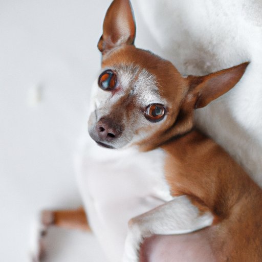 How to Know if Your Dog is Pregnant Physical and Behavioral Changes to