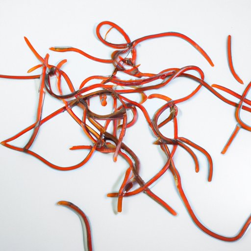 Everything You Need to Know about Tapeworms Causes, Symptoms