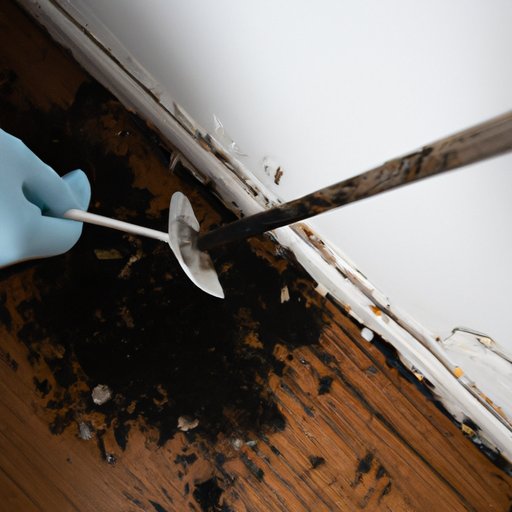 The Ultimate Guide to Removing Black Mold Simple Steps for a Healthier