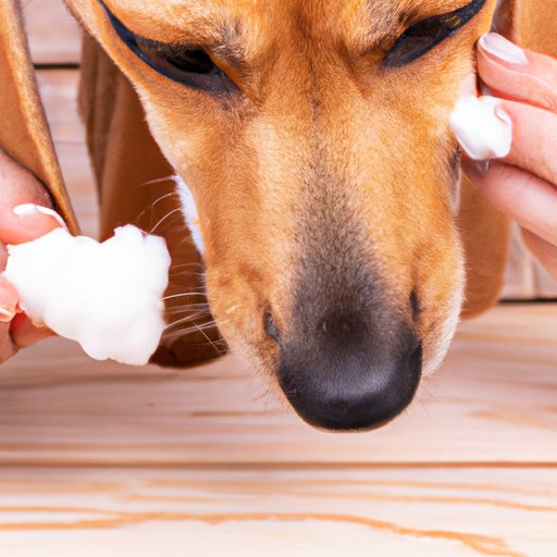 How to Clean Dog Ears A StepbyStep Guide The Riddle Review