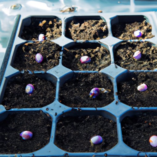 How to Germinate Seeds Successfully A Comprehensive, StepbyStep