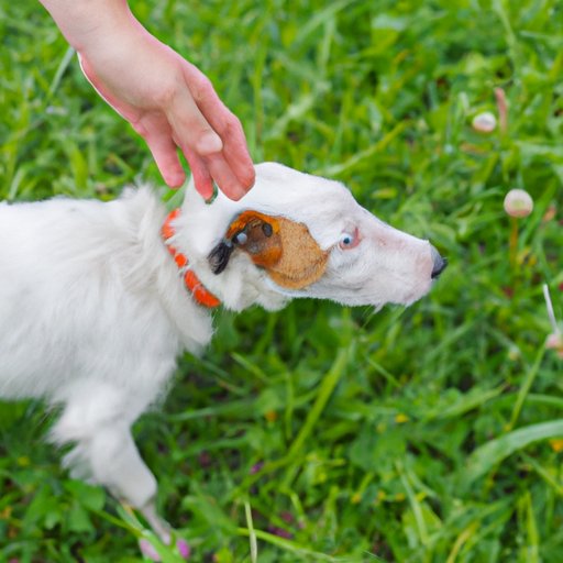 How to Safely and Effectively Remove Ticks from Your Dog A