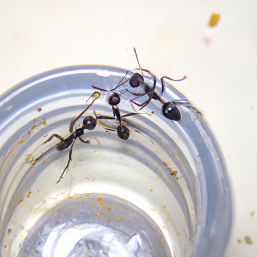 How to Get Rid of Black Ants Natural and EcoFriendly Remedies The
