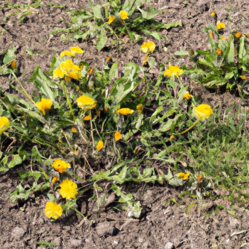 8 Easy Ways to Remove Dandelions Naturally A Complete Guide The