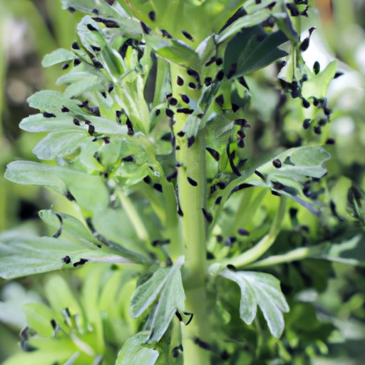 How To Get Rid of Gnats in Plants A Comprehensive Guide The Riddle