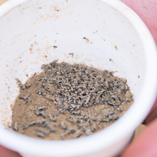 How to Get Rid of Maggots A Complete Guide The Riddle Review