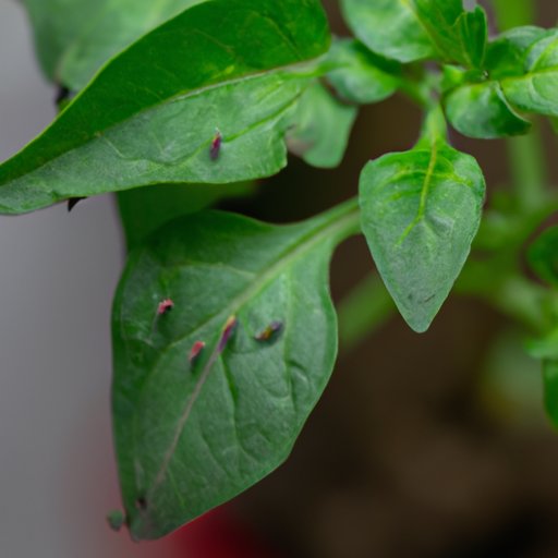 How to Get Rid of Plant Gnats Natural, Systematic, DIY, and Prevention Methods The Riddle Review