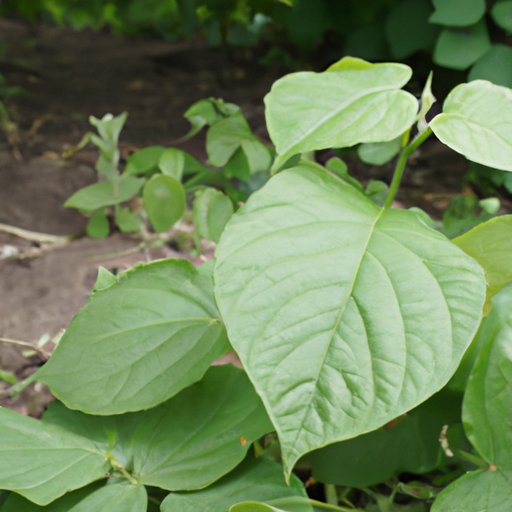 How to Get Rid of Poison Ivy in One Day Effective and Natural Remedies