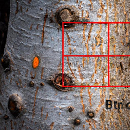 How to Get Rid of Woodpeckers A Complete Guide to Deterring Woodpecker