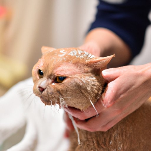 How to Give Your Cat a Bath A StepbyStep Guide The Riddle Review