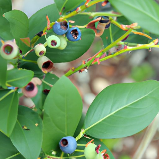 How to Grow Blueberries A Comprehensive Guide for Home Gardeners The