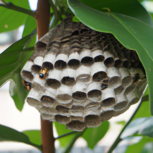 Effective Strategies for Keeping Wasps Away from Your Home and Yard