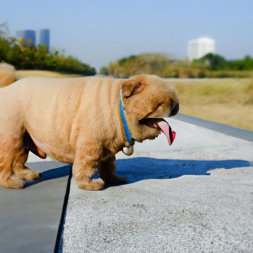 How to Make a Constipated Dog Poop Quickly Tips and Tricks The