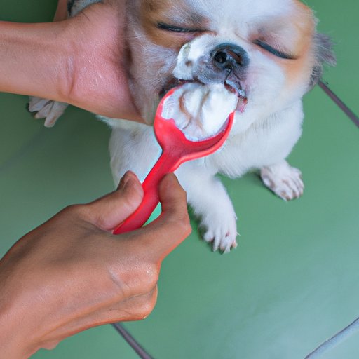 How to Make Your Dog Vomit Natural, Diet and Other NonInvasive