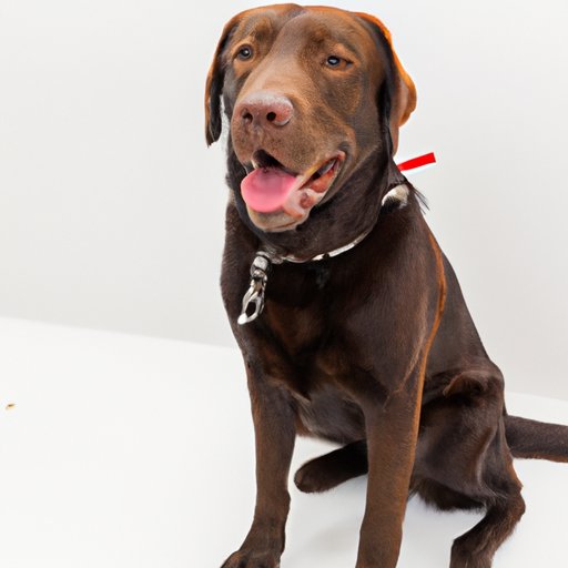 How to Make Your Dog a Service Dog for Free A StepbyStep Guide