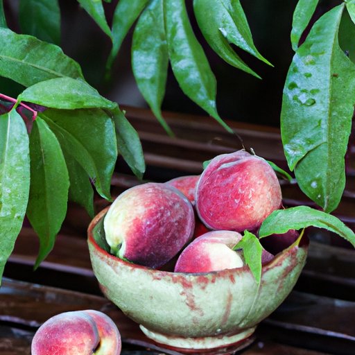 The Ultimate Guide to Ripening Peaches Tips and Tricks The Riddle Review