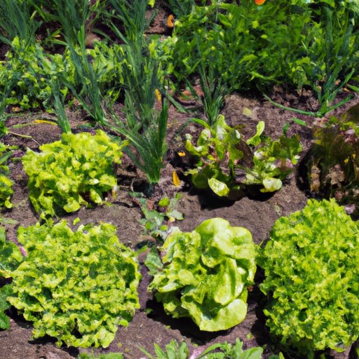 The Ultimate Guide to Starting Your Garden Journey Tips and Techniques