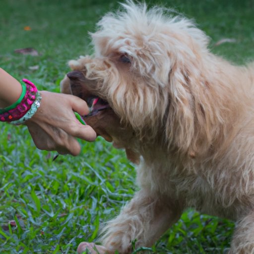 How to Stop Your Dog from Eating Poop Tips and Tricks The Riddle Review